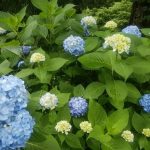 梅雨の合間 あじさいがきれいです!