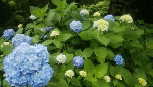 梅雨の合間　あじさいがきれいです！