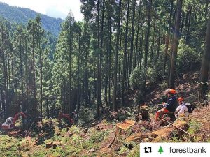 林業・集材の様子　